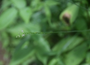 DSC_1937.JPG