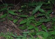 DSC_1965.JPG