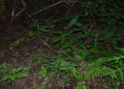 DSC_1966.JPG