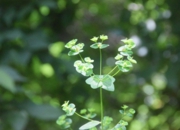 DSC_1537.JPG