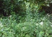 DSC_1538.jpg