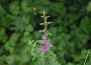 DSC_8481.JPG