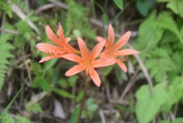 DSC_1909.JPG