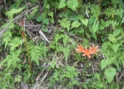 DSC_1912.JPG