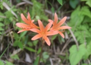 DSC_1909.JPG
