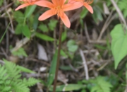 DSC_1910.jpg