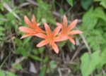 DSC_1909.JPG