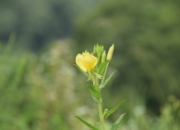 DSC_2041.JPG