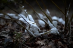 DSC_0394.jpg