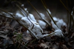 DSC_0396.jpg