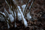 DSC_0397.jpg