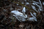 DSC_0398.jpg