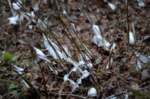 DSC_0400.jpg