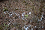 DSC_0401.jpg