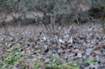 DSC_2132.jpg