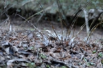 DSC_2133.jpg