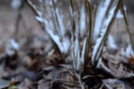 DSC_2135.jpg