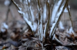 DSC_2136.jpg