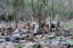 DSC_2137.jpg