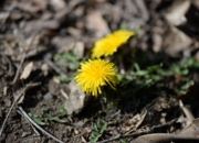 DSC_3667.jpg