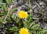 DSC_3697.jpg