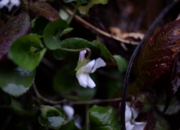 DSC_3888.jpg