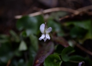 DSC_3889.jpg