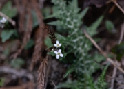 DSC_3378.jpg