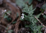 DSC_3381.jpg