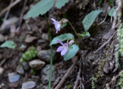 DSC_4121.jpg