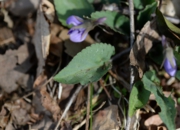 DSC_3460.jpg