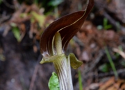 DSC_3964.jpg