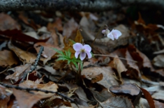 DSC_4274.jpg