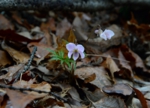 DSC_4274.jpg