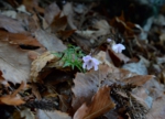 DSC_4271.jpg