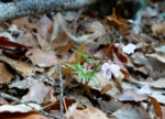 DSC_4272.jpg