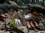 DSC_4275.jpg