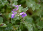 DSC_3862.jpg