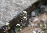 DSC_3640.jpg
