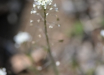 DSC_3642.jpg