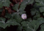 DSC_4106.jpg