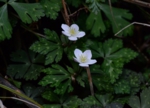 DSC_4113.jpg