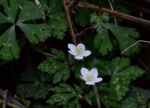 DSC_4114.jpg