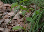 DSC_4620.jpg