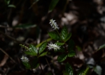 DSC_4803.jpg