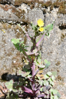 thumb_DSC_4700_1024.jpg