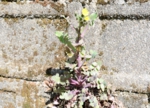 thumb_DSC_4699_1024.jpg