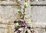 thumb_DSC_4699_1024.jpg