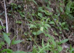 DSC_4899.jpg