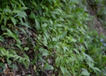 DSC_4900.jpg
